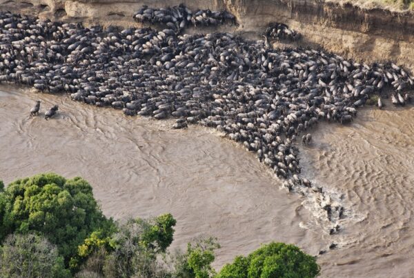The Great Wildebeest Migration