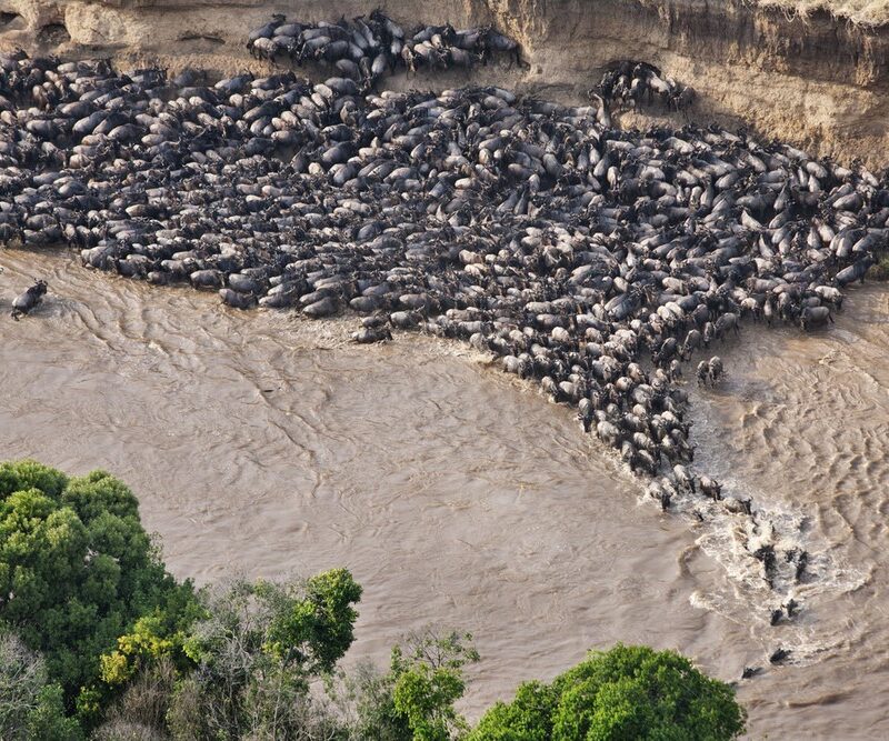 The Great Wildebeest Migration