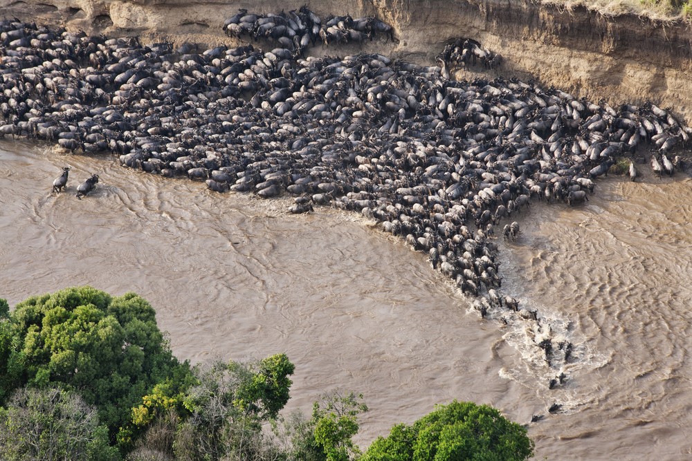 The Great Wildebeest Migration