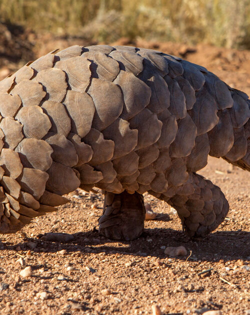 The Most Endangered Animals in Africa
