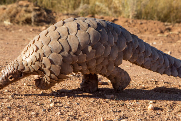 The Most Endangered Animals in Africa