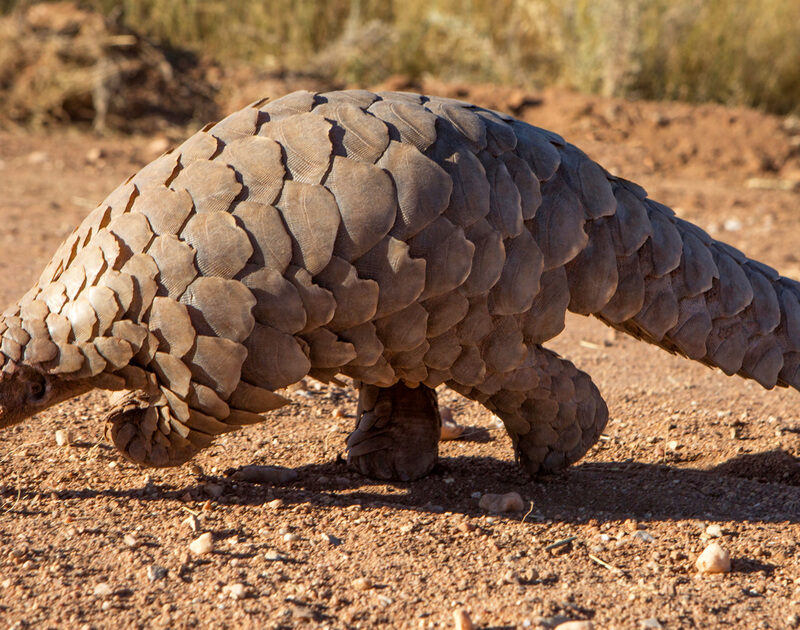 The Most Endangered Animals in Africa