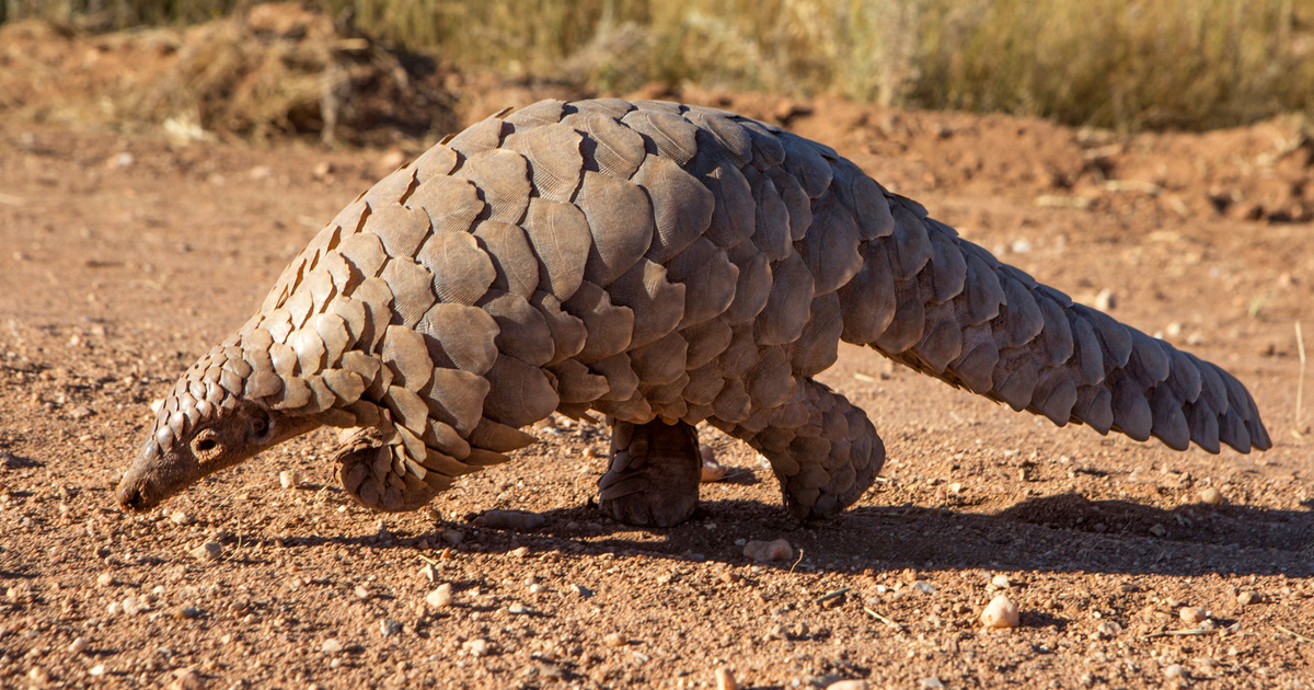 The Most Endangered Animals in Africa