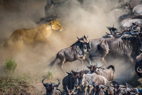 The Wildebeest Migration