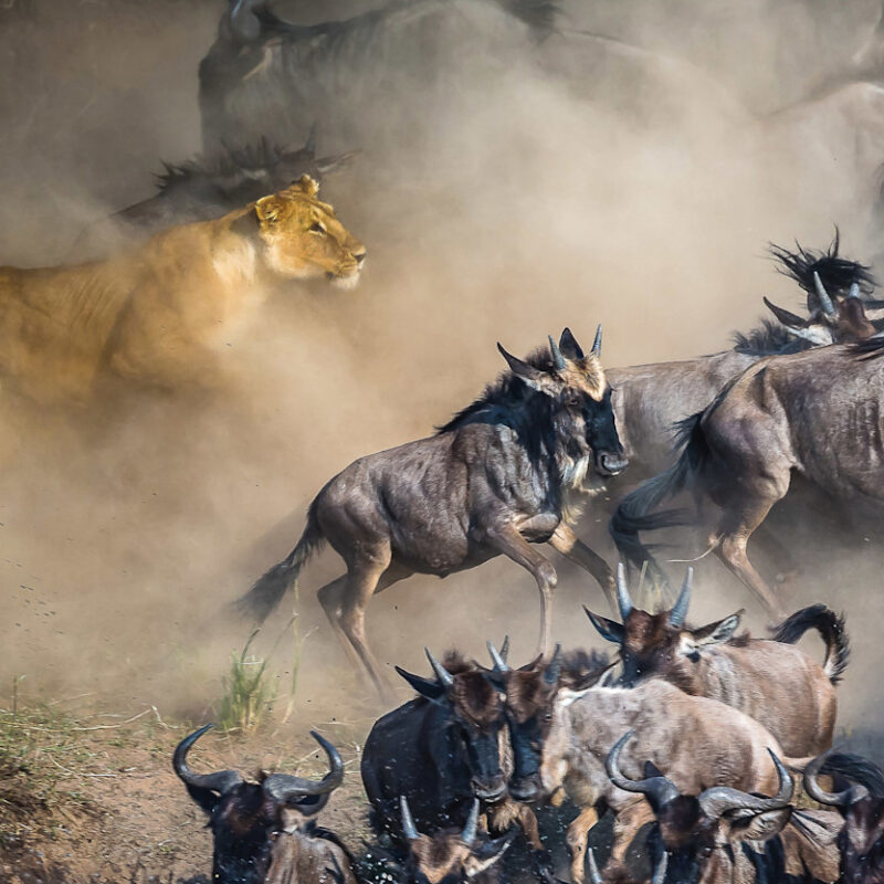The Wildebeest Migration