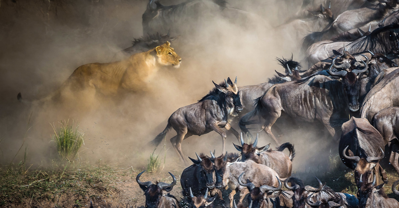 The Wildebeest Migration