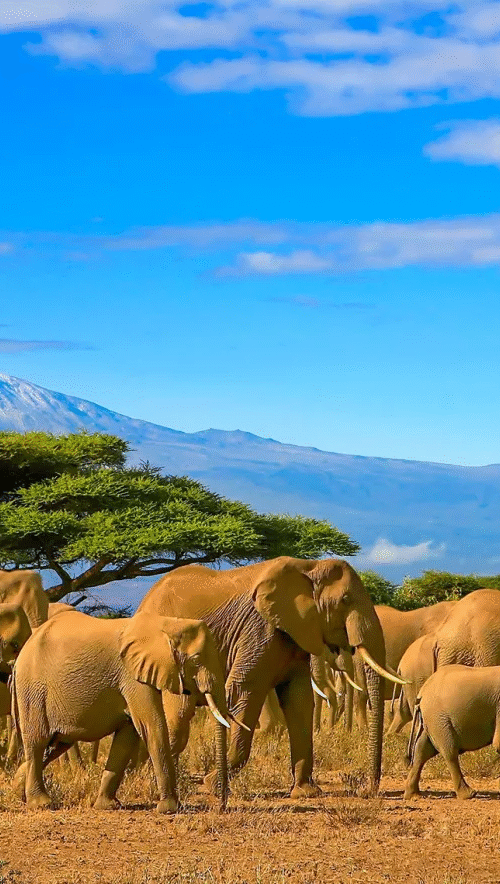 Top 10 Best Tourist Attractions in Tanzania
