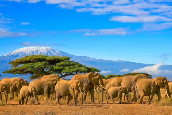 Top 10 Best Tourist Attractions in Tanzania