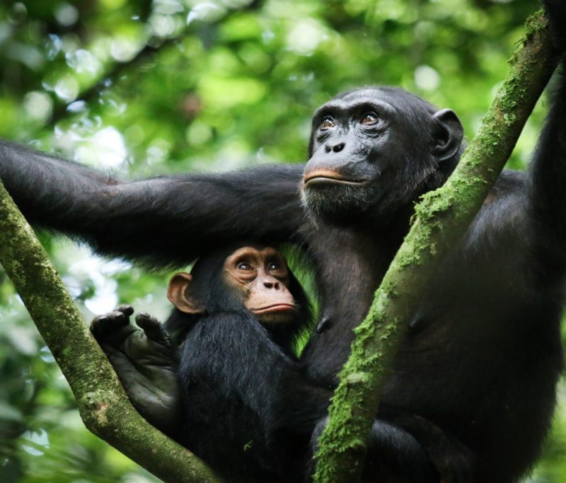 Uganda National Parks