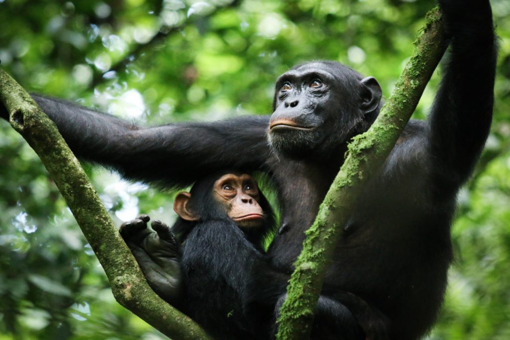 Uganda National Parks