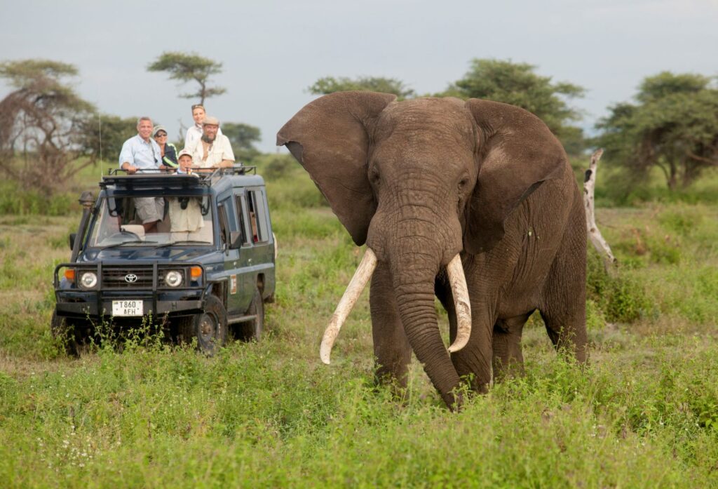 Ultimate Africa Wildlife Safaris and Tours