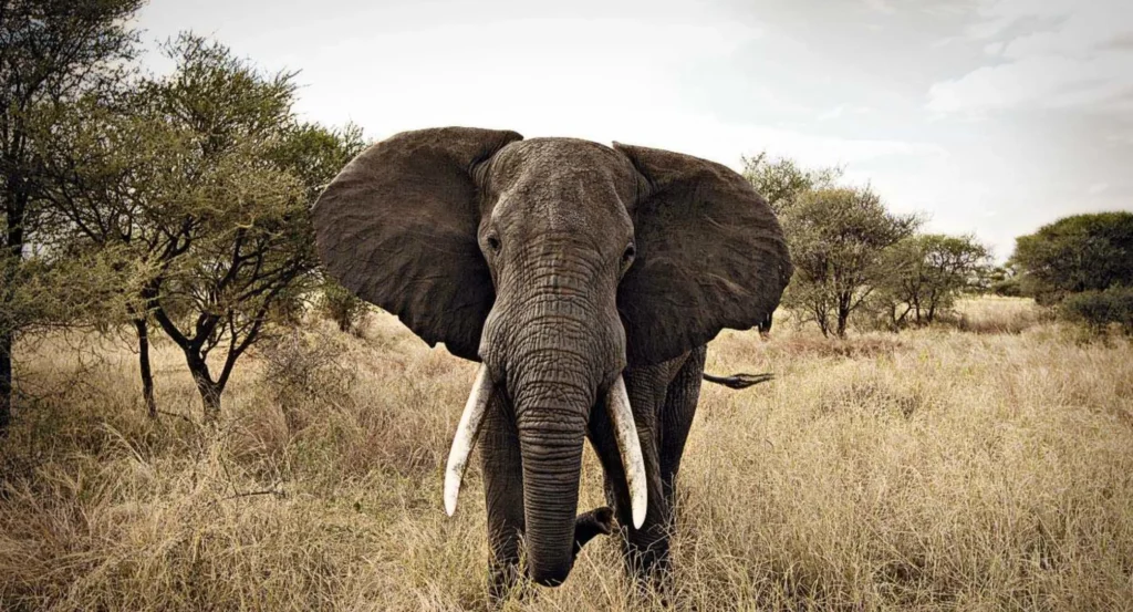 Where To See Elephants in Africa – the Top 5 Best Safari Destinations To See Elephants