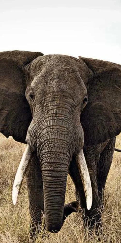 Where To See Elephants in Africa – the Top 5 Best Safari Destinations To See Elephants