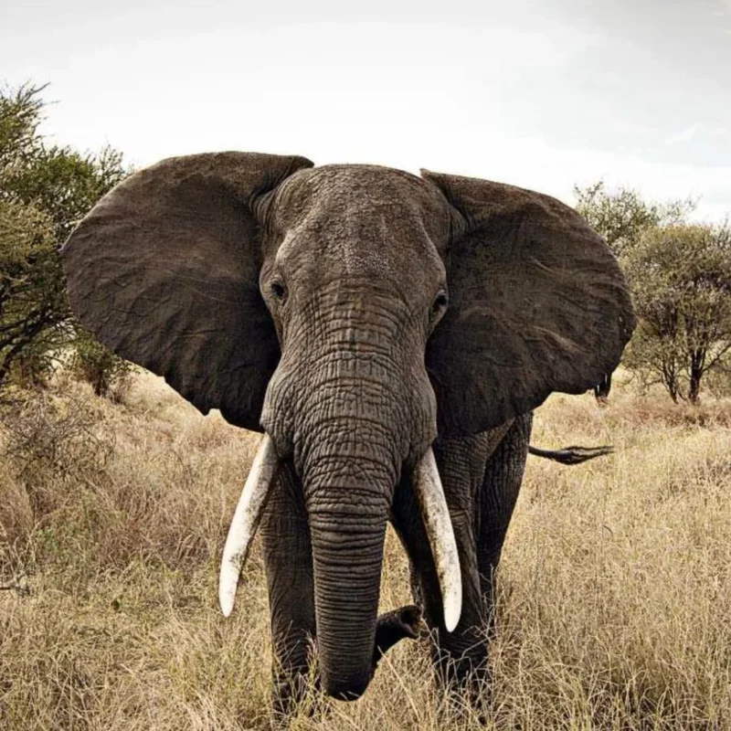 Where To See Elephants in Africa – the Top 5 Best Safari Destinations To See Elephants