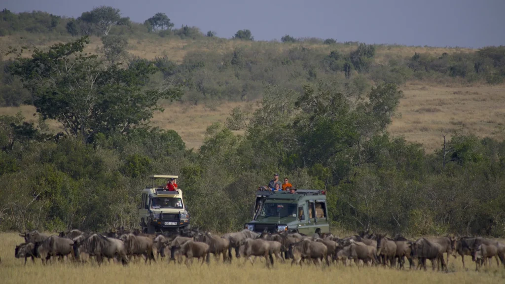 Wildebeest migration trips