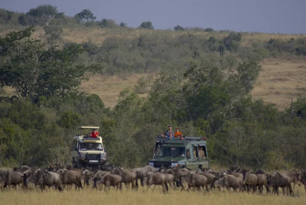Wildebeest migration trips