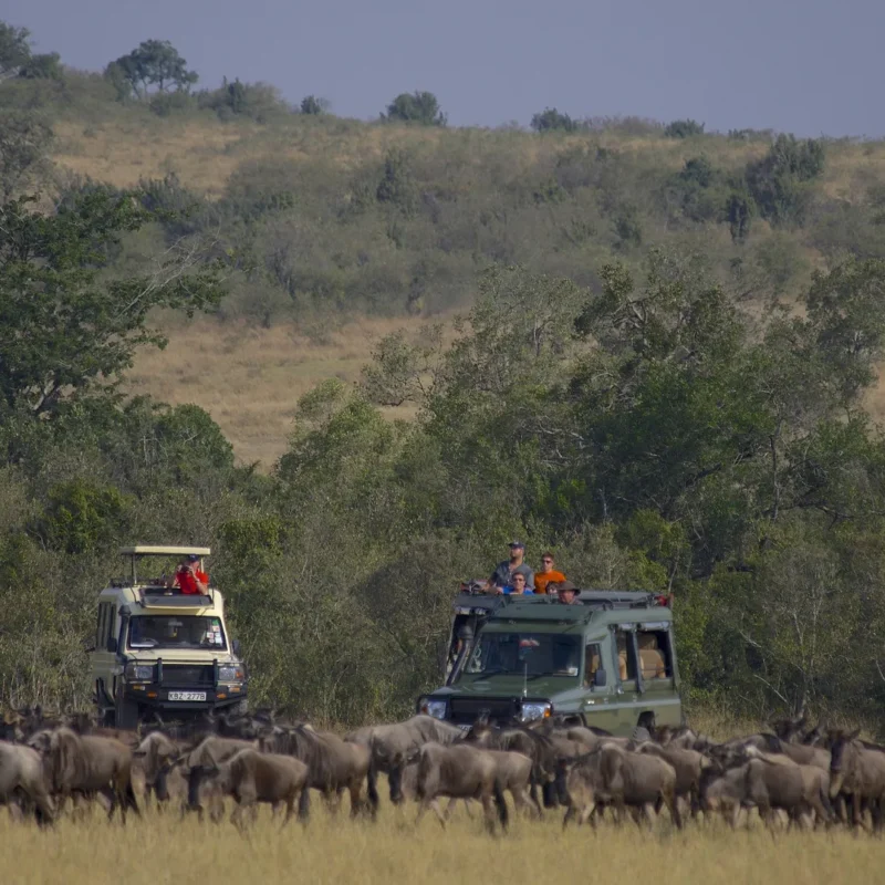 Wildebeest migration trips