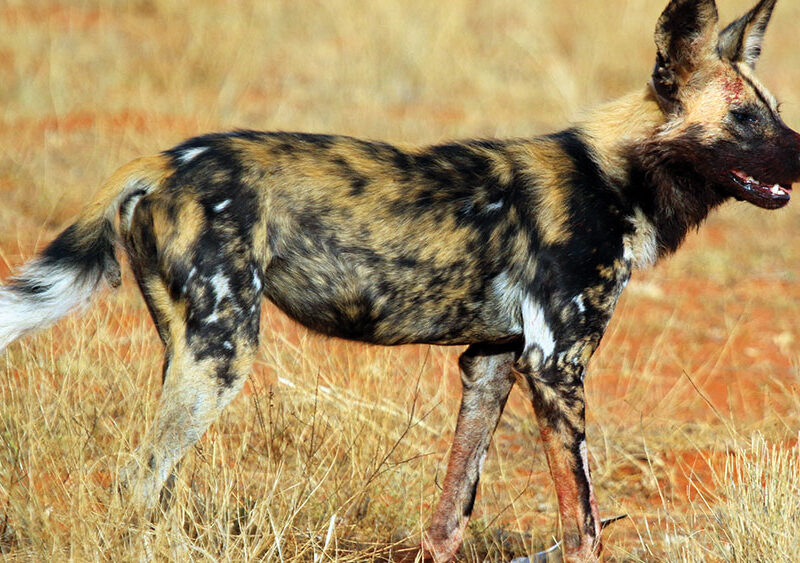 10 Best Places To See Wild Dog on Safari