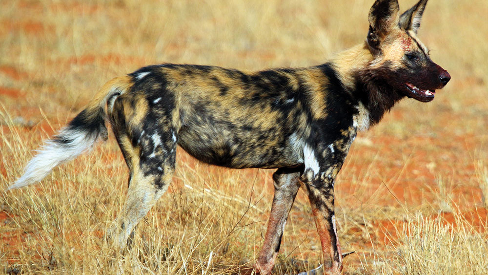 10 Best Places To See Wild Dog on Safari