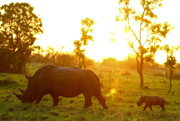 10-Day Uganda Wildlife and Primates Safari Tour