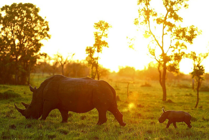 10-Day Uganda Wildlife and Primates Safari Tour