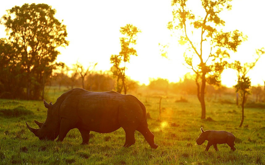 10-Day Uganda Wildlife and Primates Safari Tour