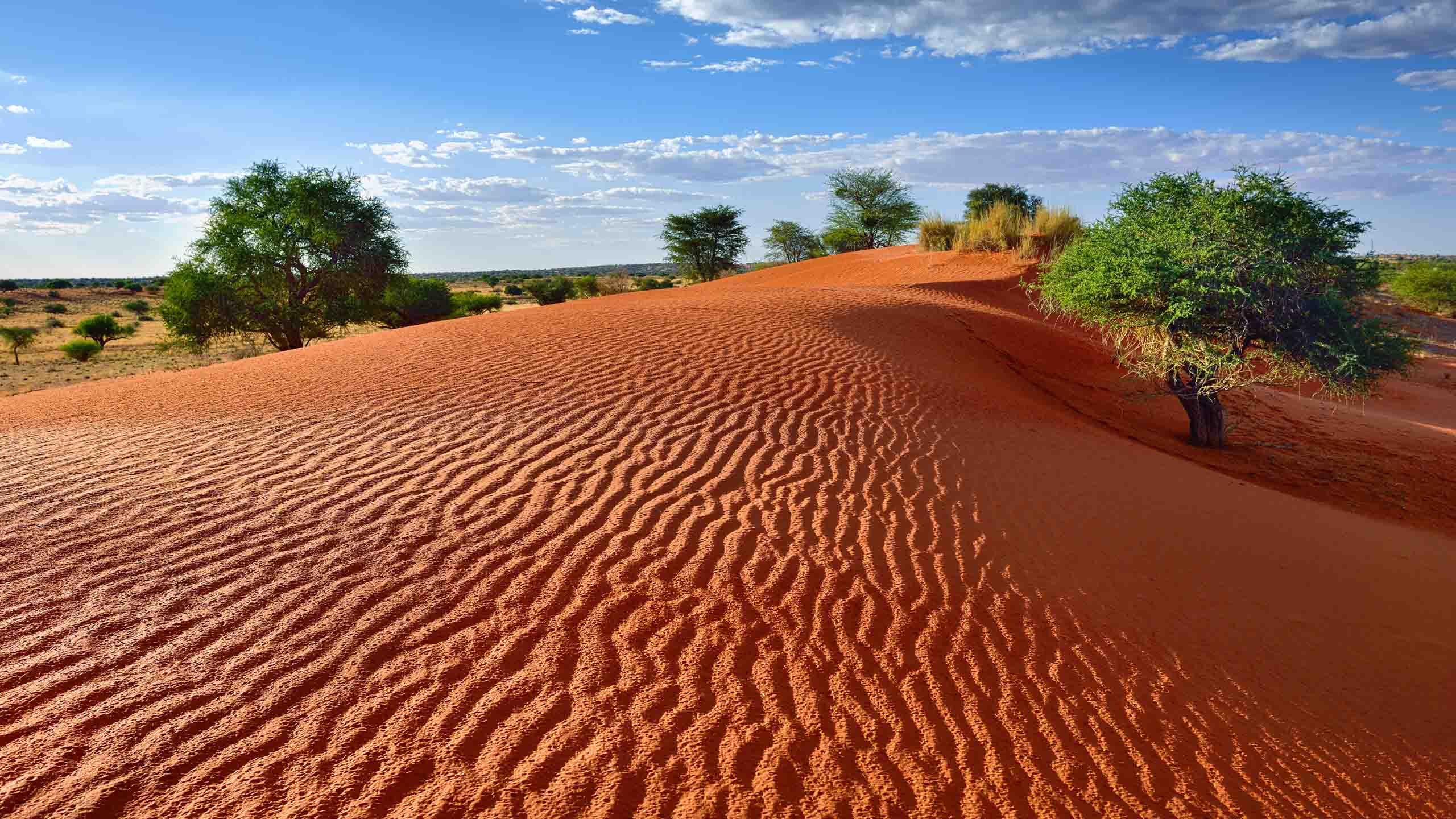 10 Interesting Kalahari Desert Facts