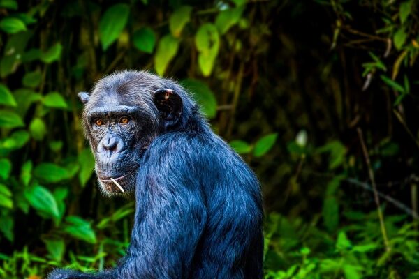 12-Day Gorillas, Chimps & Wildlife Epic Safari