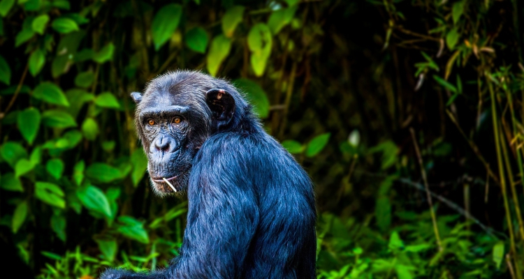 12-Day Gorillas, Chimps & Wildlife Epic Safari