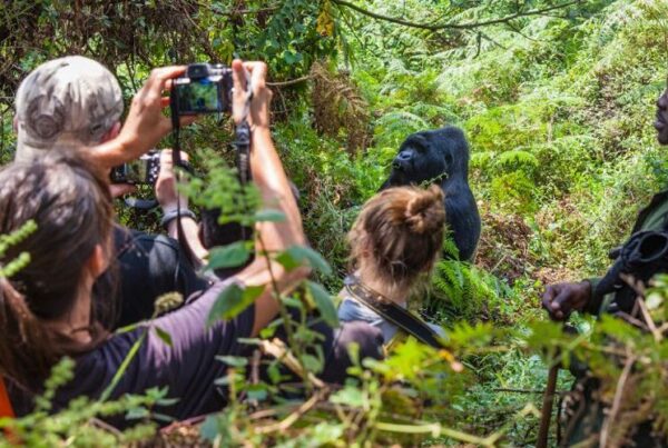 3 Day Bwindi Gorilla Trek and Lake Bunyonyi Tour