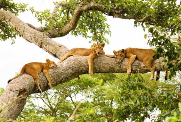 3 Day Queen Elizabeth National Park Safari