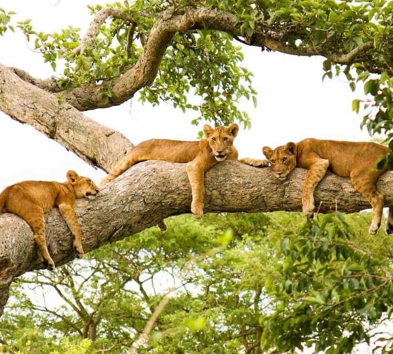 3 Day Queen Elizabeth National Park Safari