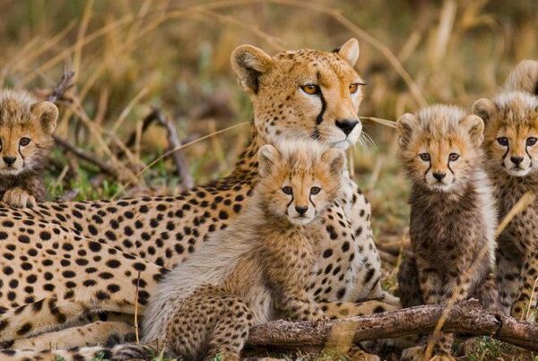 Africa Safaris and Tours