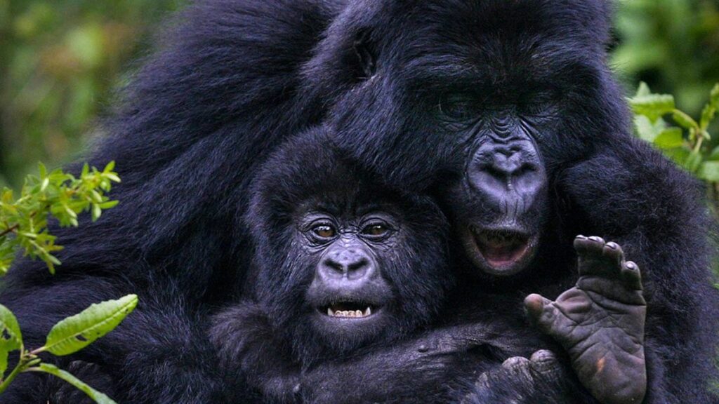 Africa’s Best Safari Country of 2025–2026