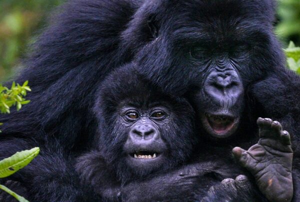 Africa’s Best Safari Country of 2025–2026