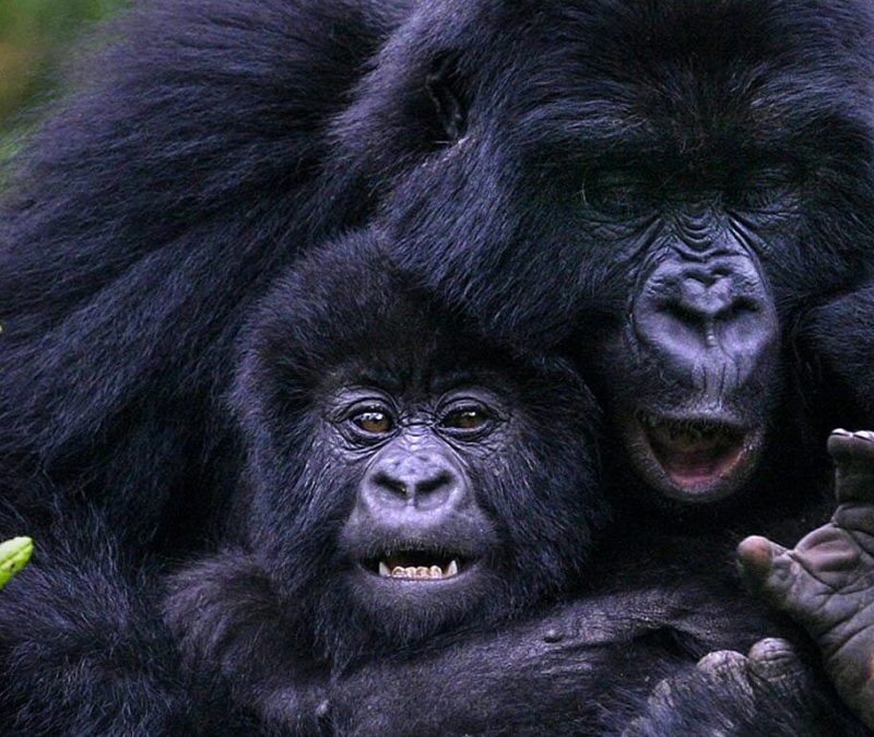 Africa’s Best Safari Country of 2025–2026