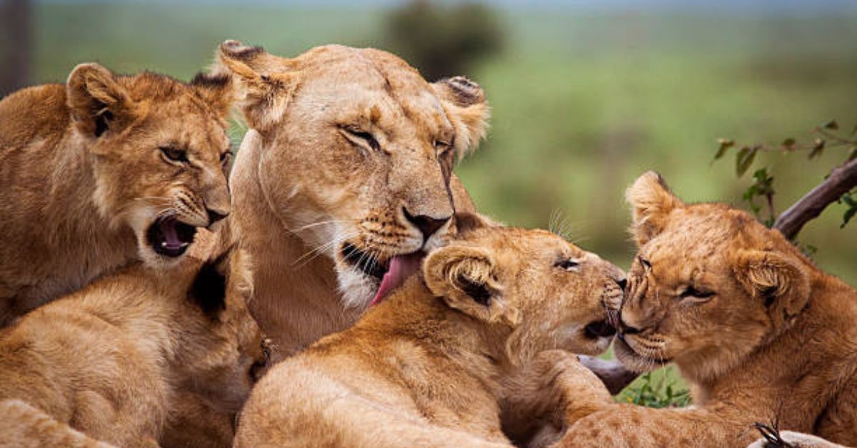 All Safari Packages
