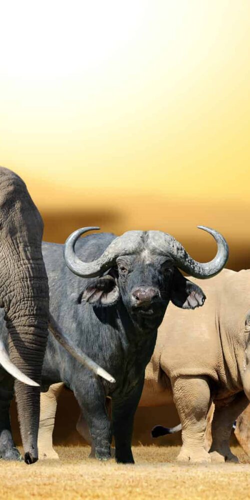 Best Places To See the Big 5 on Safari in Africa