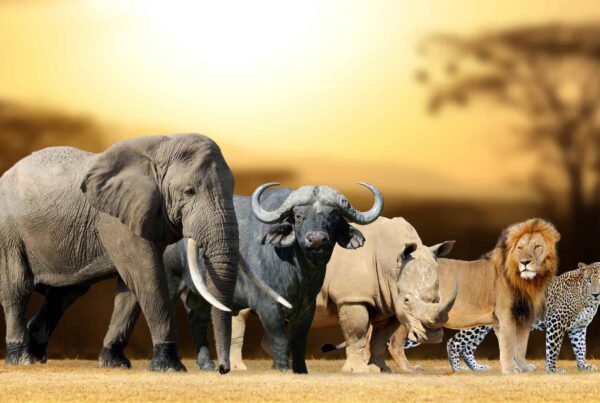 Best Places To See the Big 5 on Safari in Africa