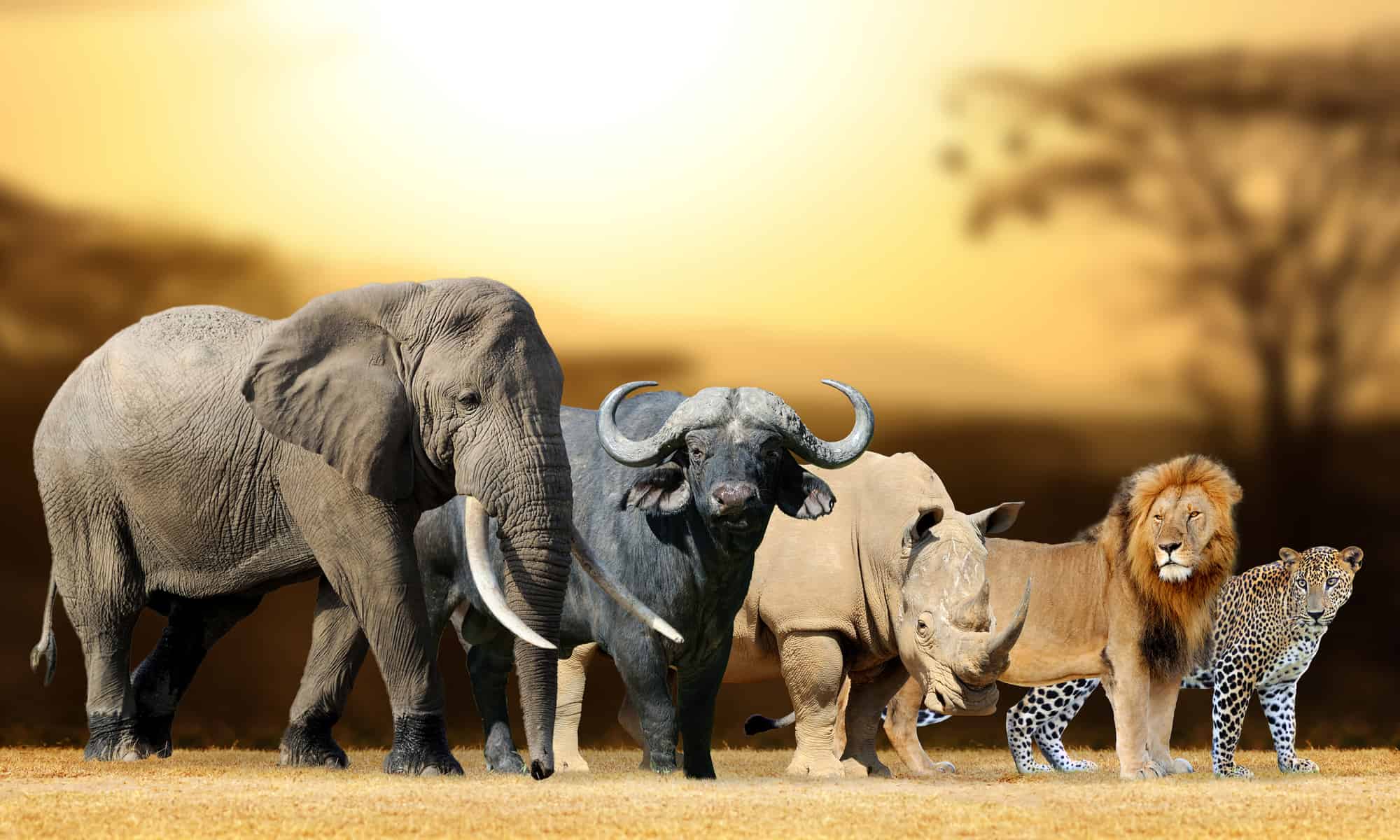 Best Places To See the Big 5 on Safari in Africa