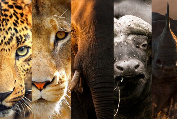 Best Places To See the Big Five Animals in Kenya