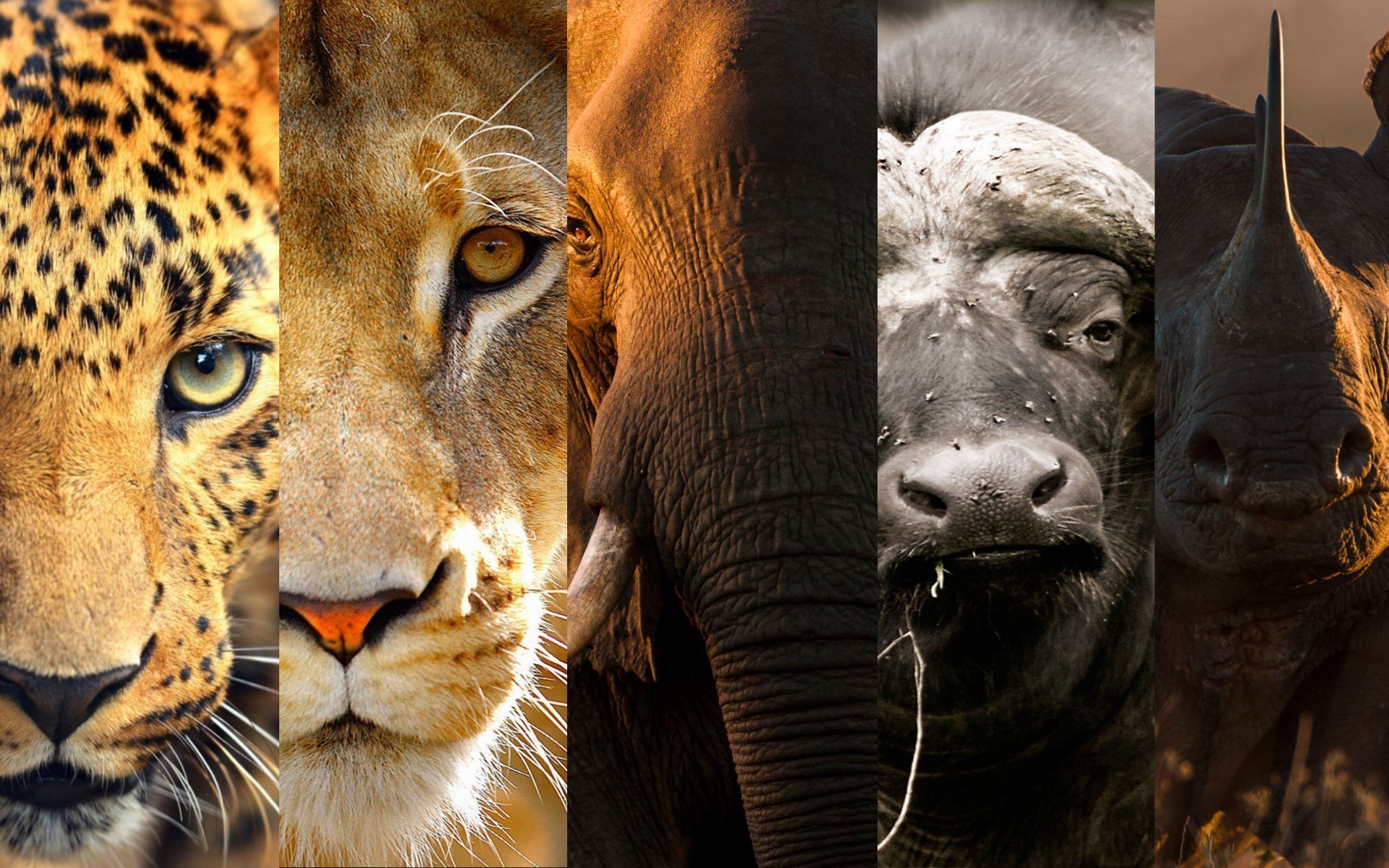 Best Places To See the Big Five Animals in Kenya