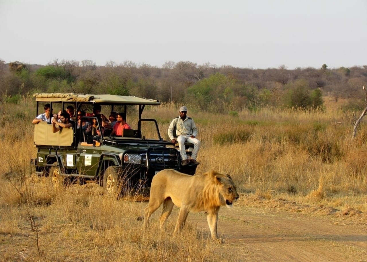 Best Safari Parks & Game Reserves Near Johannesburg