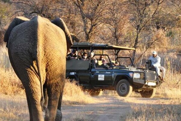 Best Safari Parks & Game Reserves Near Johannesburg