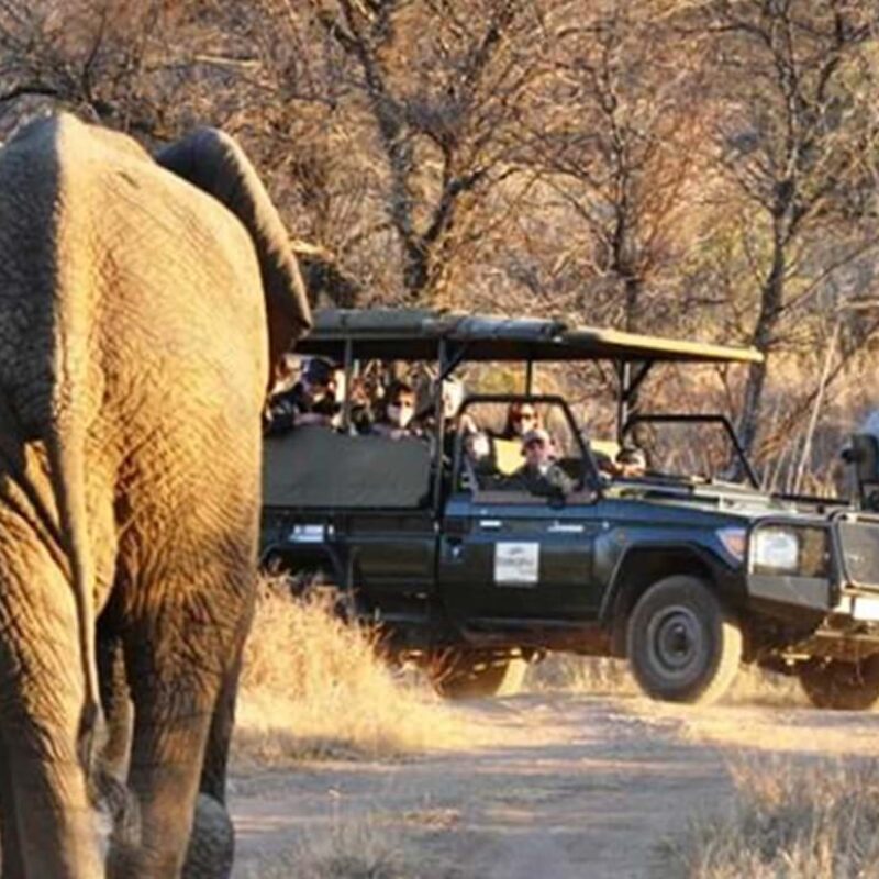 Best Safari Parks & Game Reserves Near Johannesburg