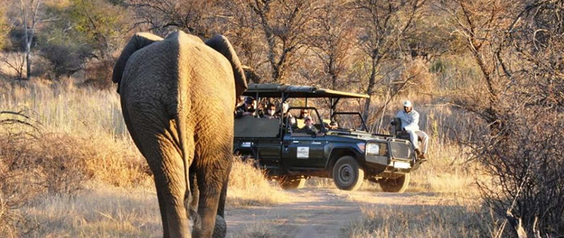 Best Safari Parks & Game Reserves Near Johannesburg