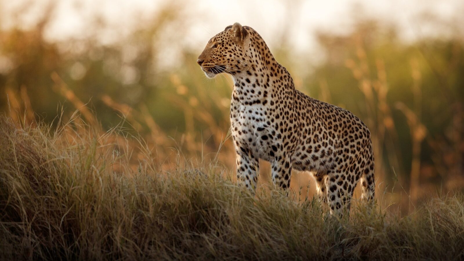 Botswana vs South Africa: Which Is Better for an African Safari?