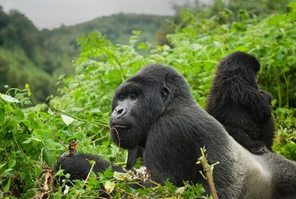 Gorilla Permit Rwanda – Everything You Need To Know