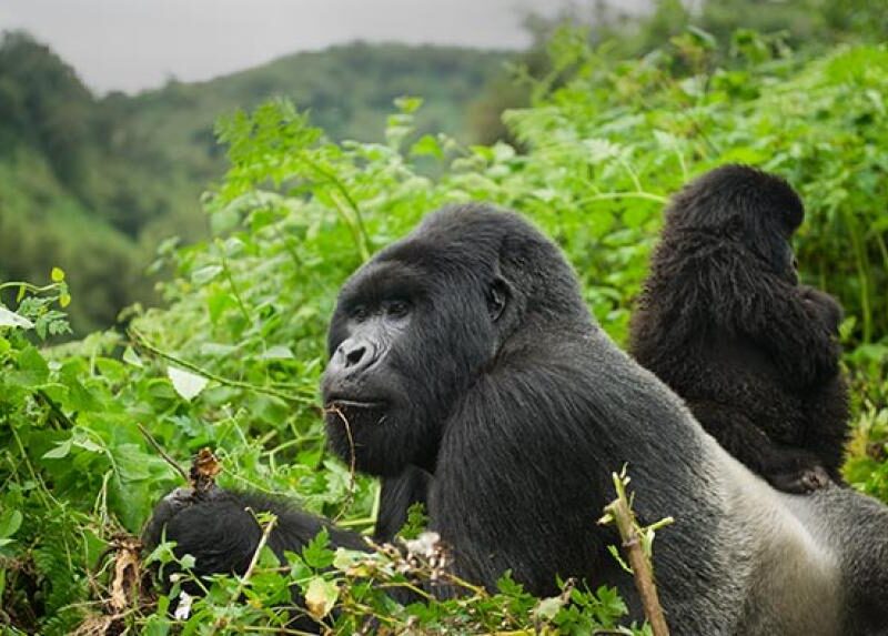 Gorilla Permit Rwanda – Everything You Need To Know
