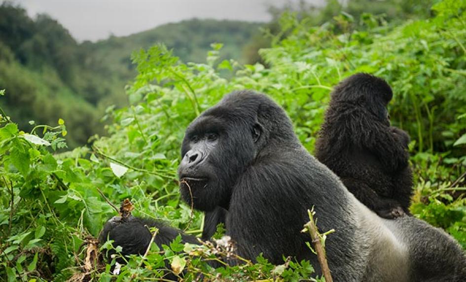 Gorilla Permit Rwanda – Everything You Need To Know
